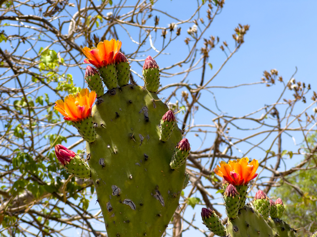 Kakteenblüten auf dem Monte Alban, Oaxaca