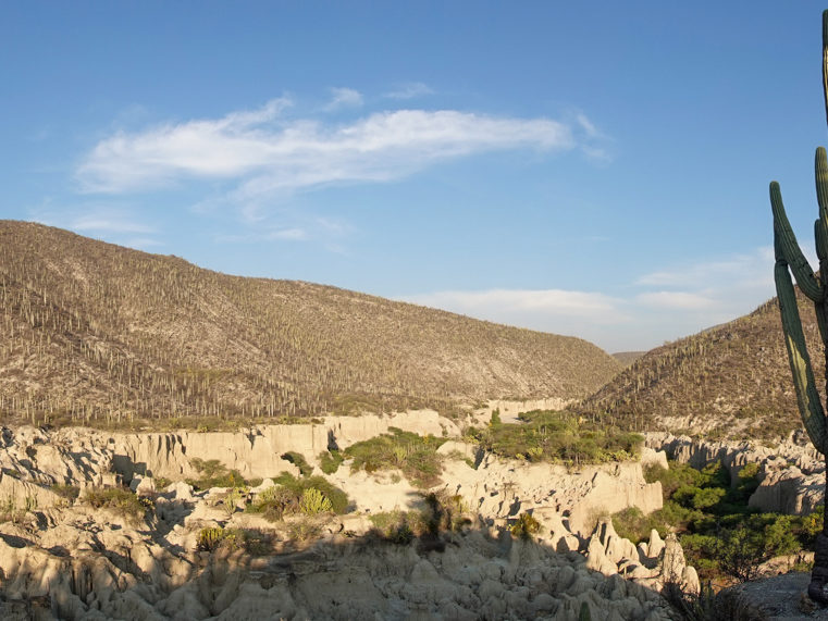 Kakteenwald und Canyon bei Zapotitlán