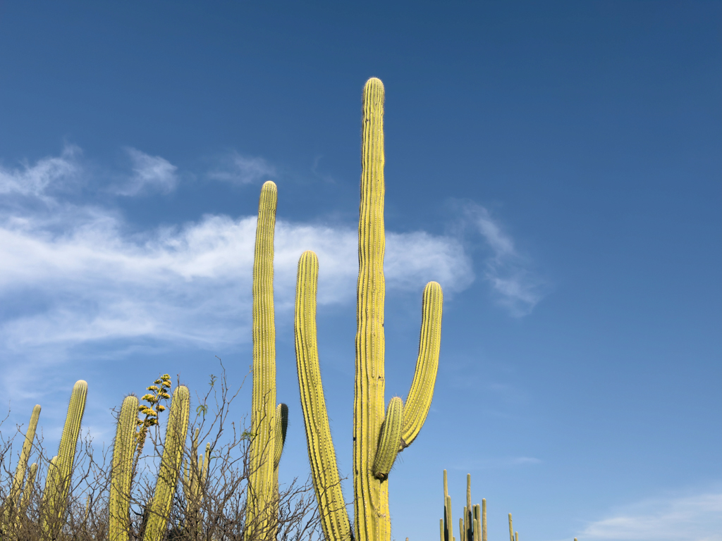 Ein riesiger Kaktus streckt seine Arme in den Himmel