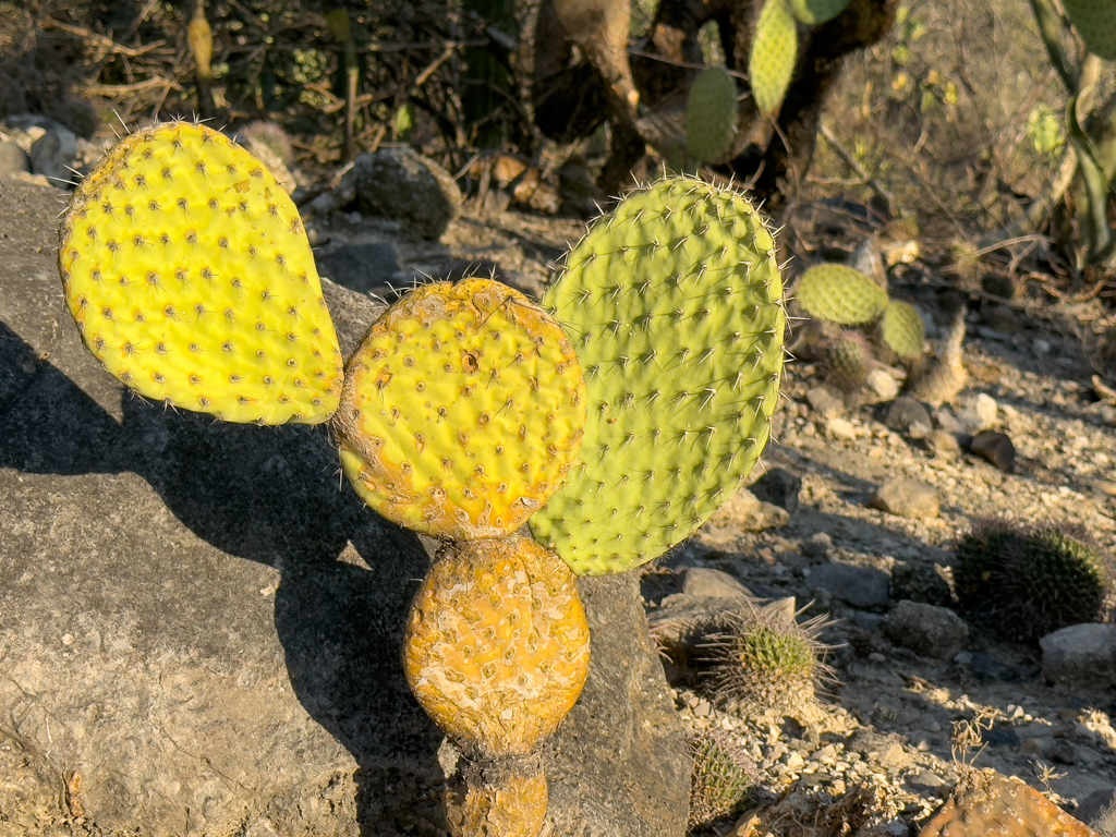 Kaktus, eine Opuntia-Art