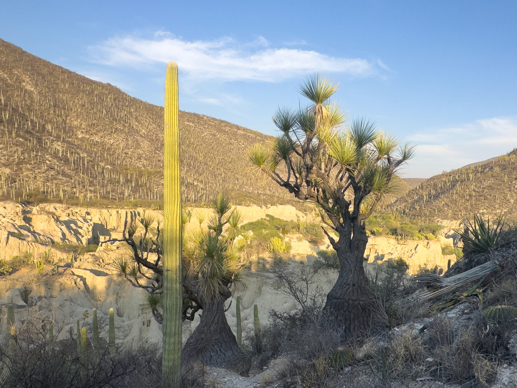 Elefantenfuss - Beaucarnea gracilis - ein Spargelgewächs (!), das nur hier in den Kakteenwäldern rund um Tehuacan vorkommt (endemisch ist)