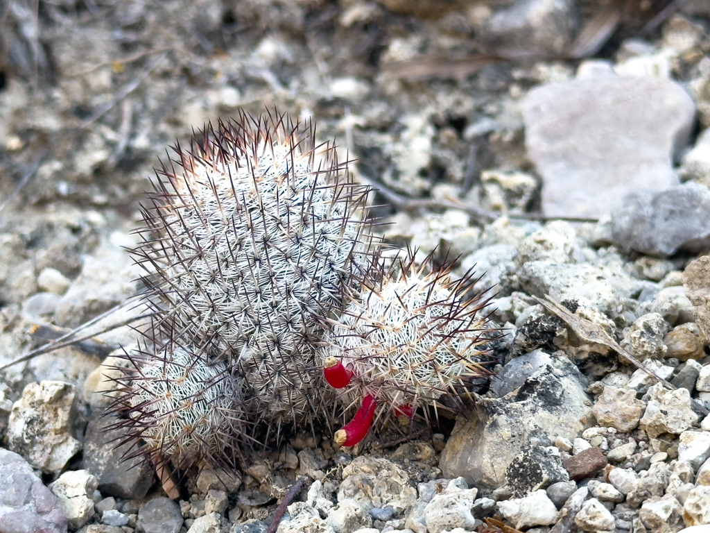 Kleiner Kaktus mit roten Blüten