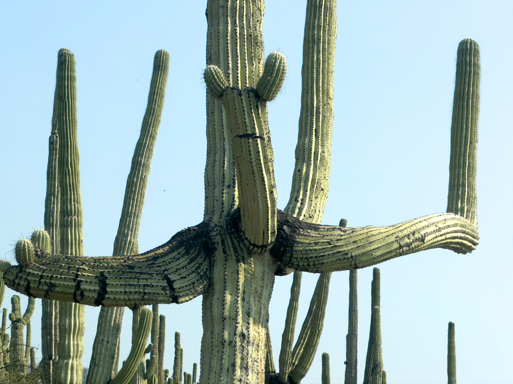 Verzweigter Kaktus im Botanischen Garten von Helia Bravo Hollis bei Zapotitlán