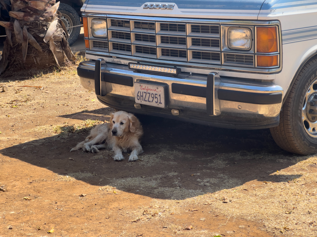 Charly's alter Golden Retriever sucht kühlenden Schatten bei Martha