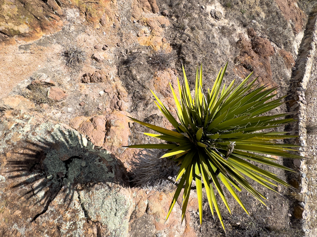 Yucca im Sierra de Órganos Nationalpark