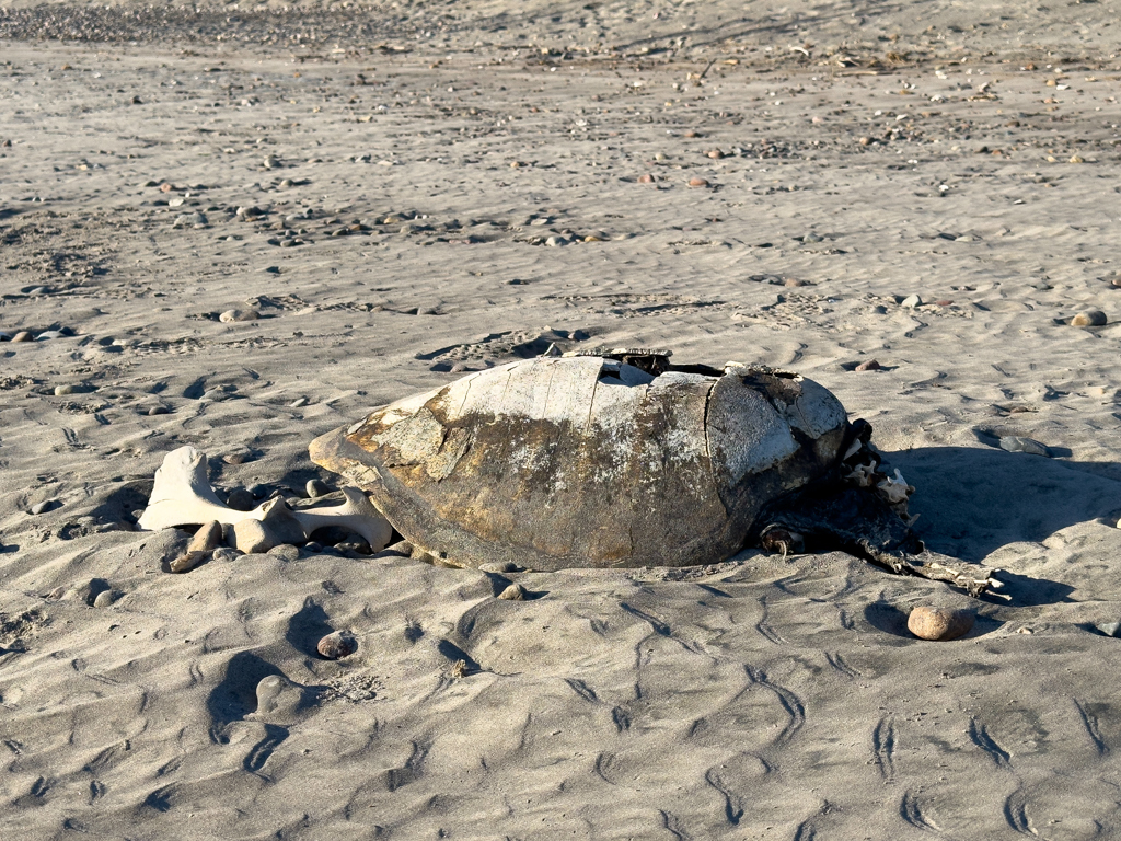 die traurigen Überbleibsel einer stolzen Seeschildkröte