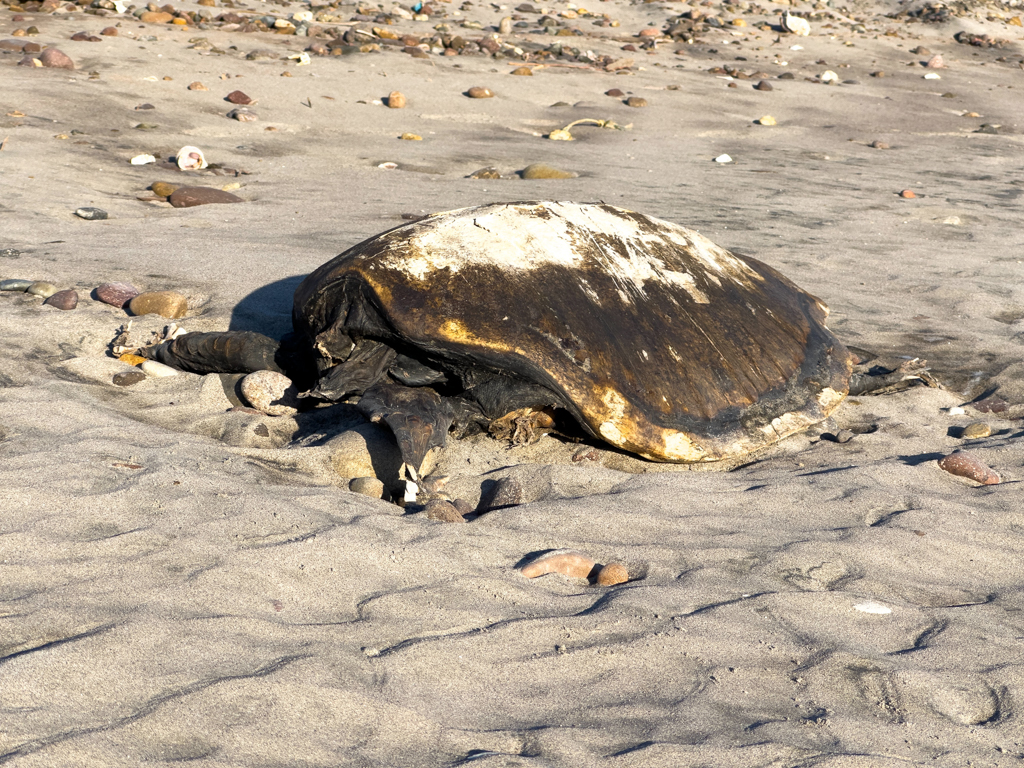 die traurigen Überbleibsel einer stolzen Seeschildkröte