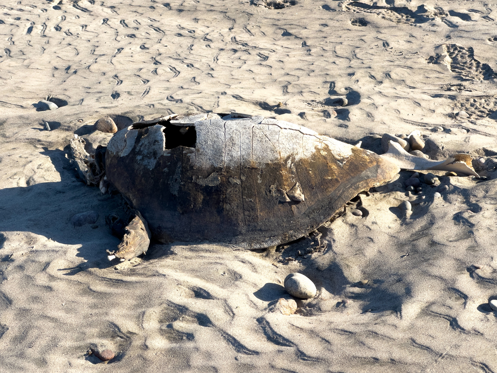 die traurigen Überbleibsel einer stolzen Seeschildkröte