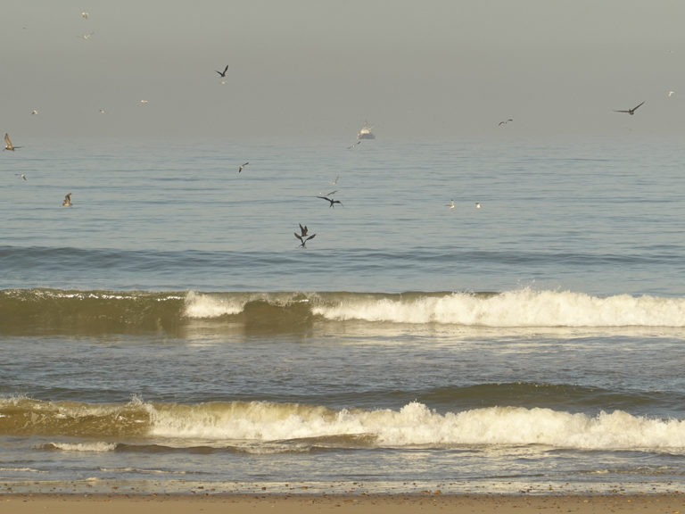 Fregattvögel stürzen sich hungrig und mutig auf Nahrungssuche ins Meer