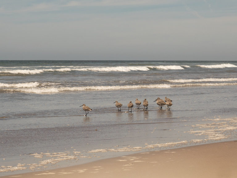 Ein paar noch junge Oyster Catcher am Strand