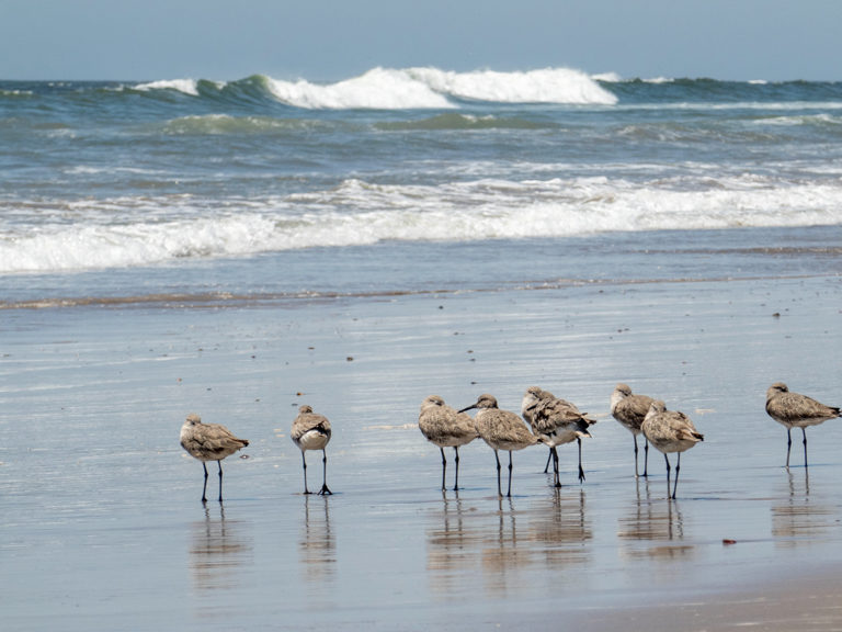 Ein paar noch junge Oyster Catcher am Strand machen wohl ein Nickerchen im Stehen
