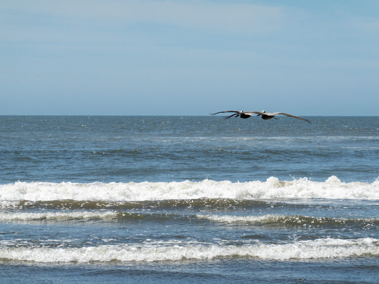 zwei Pelikane fliegen über die Brandung an der Playa Bonita