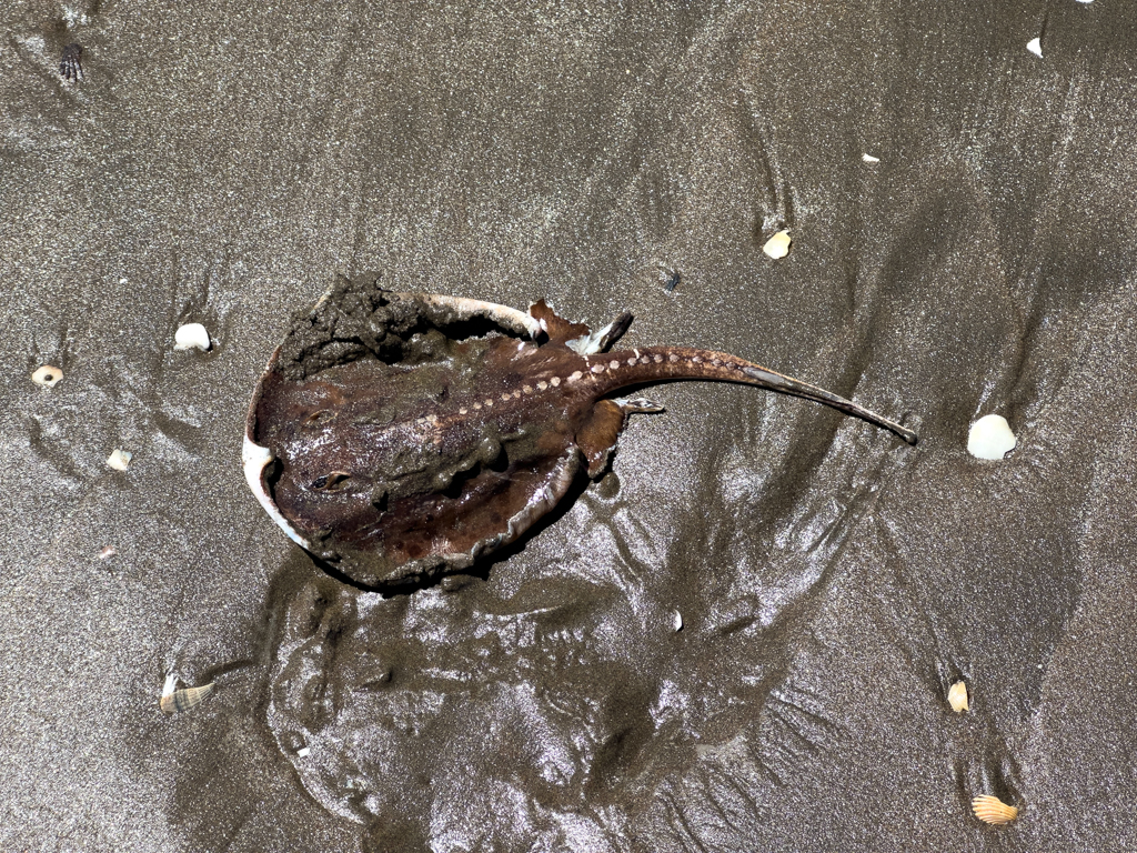 Kleiner Rochen-Kadaver am Strand der Playa Bonita