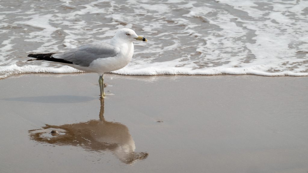 Möwe am Strand