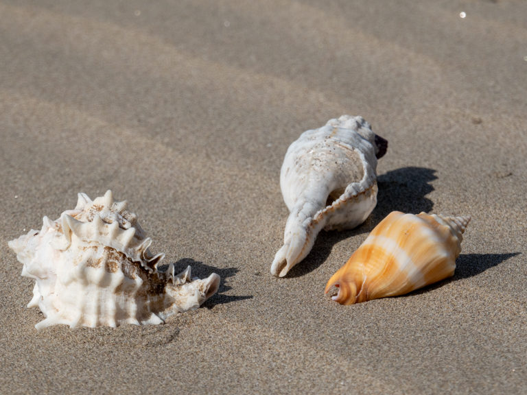 Muscheln am Strand von Huatabampito