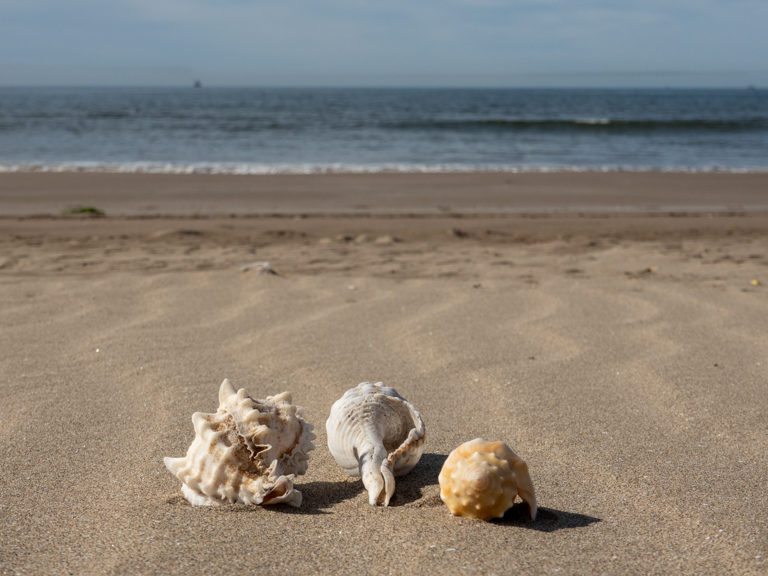 Muscheln am Strand von Huatabampito