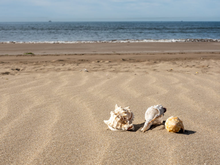 Muscheln am Strand von Huatabampito