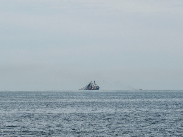 Die Fischerboote ziehen ihre grossen Netze ein