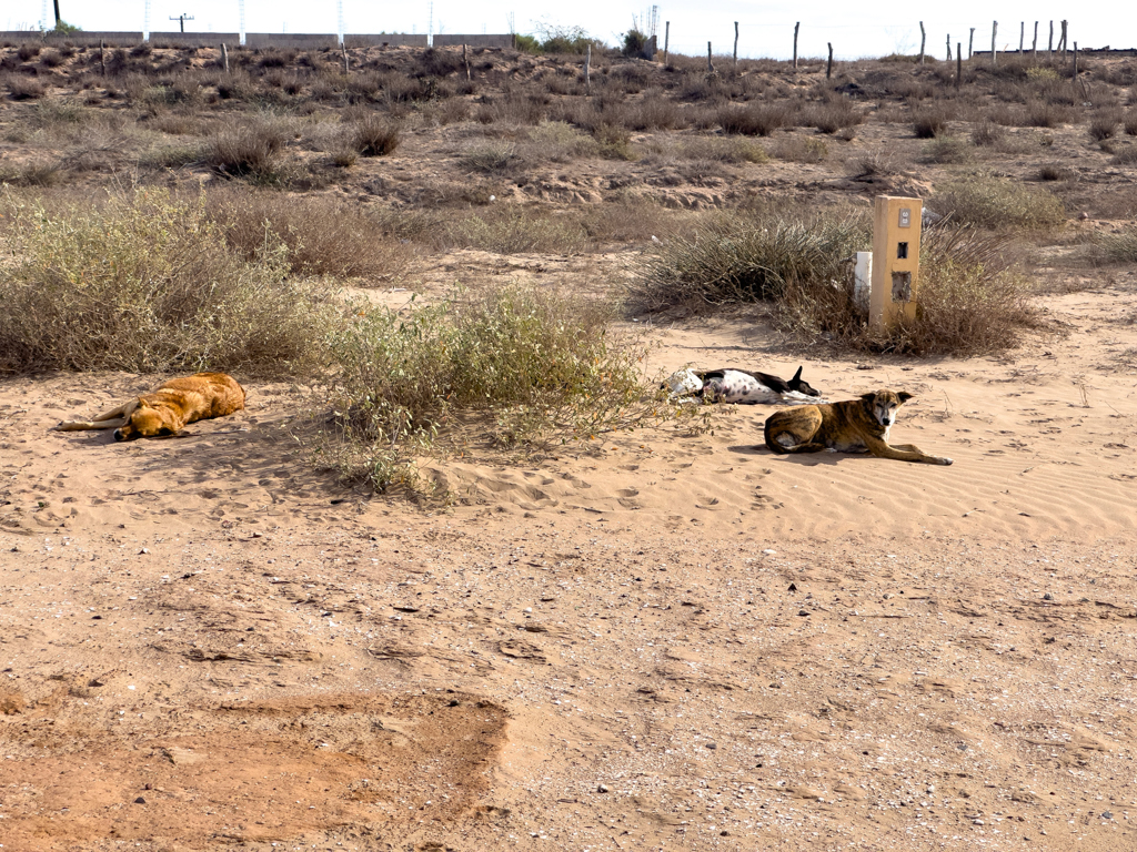 Die obligaten mexikanischen Streunerhunde nächtigen hinter Martha im Sand