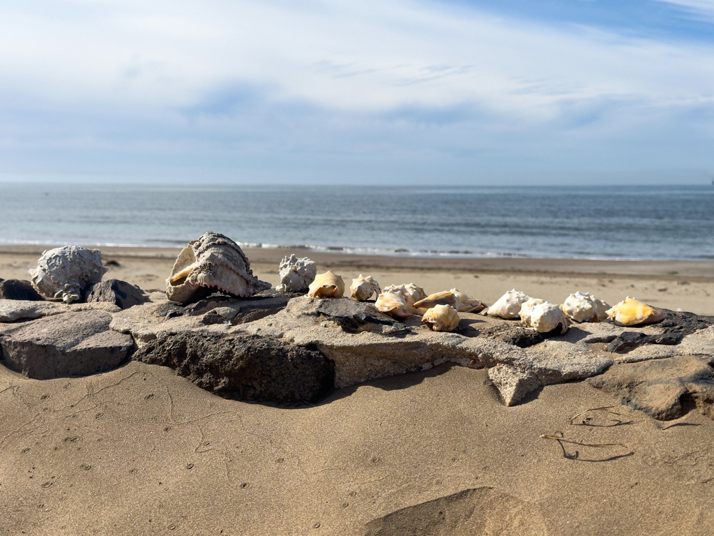 Muscheln am Strand von Huatabampito