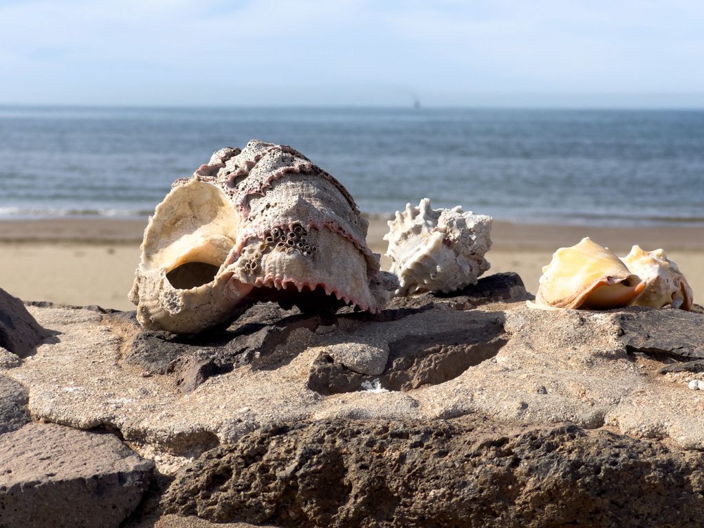 Muscheln am Strand von Huatabampito