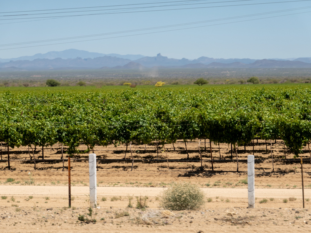 Weinreben in Sonora