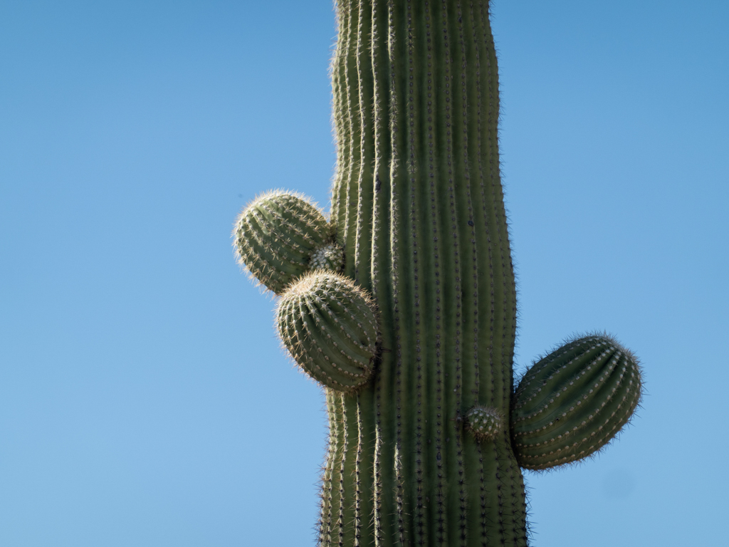 Saguaro Kaktus (Carnegiea gigantea), Organ Pipe Cactus National Monument