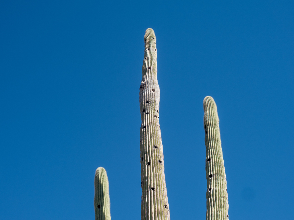 Nisthöhlen von Vögeln in einem Saguaro Kaktus