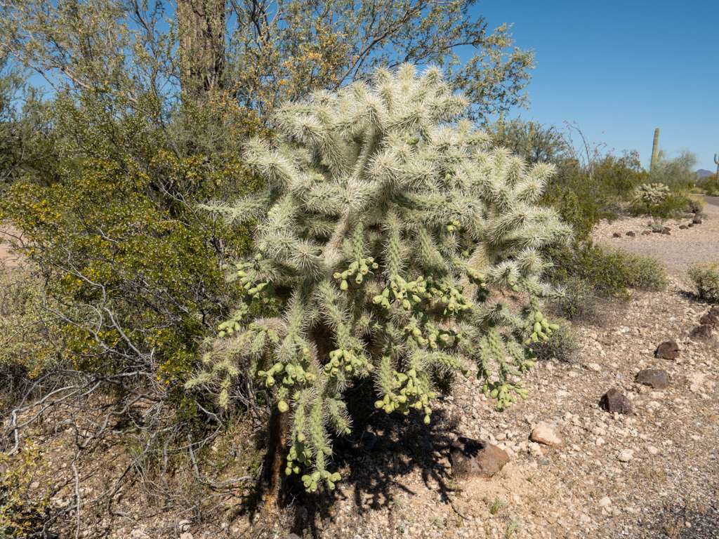 Chainfruit Cholla - Cylindropuntia fulgida, Organ Pipe Cactus National Monument