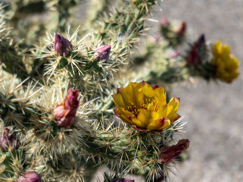Gelb blühende Cylindropuntia-Art, Organ Pipe Cactus National Monument