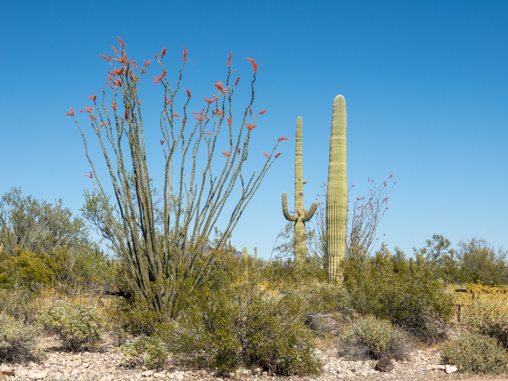 Riesige Saguaro Kakteen (Carnegiea gigantea) und ein filigraner Ocotillo (Fouquieria splendens), Organ Pipe Cactus National Monument