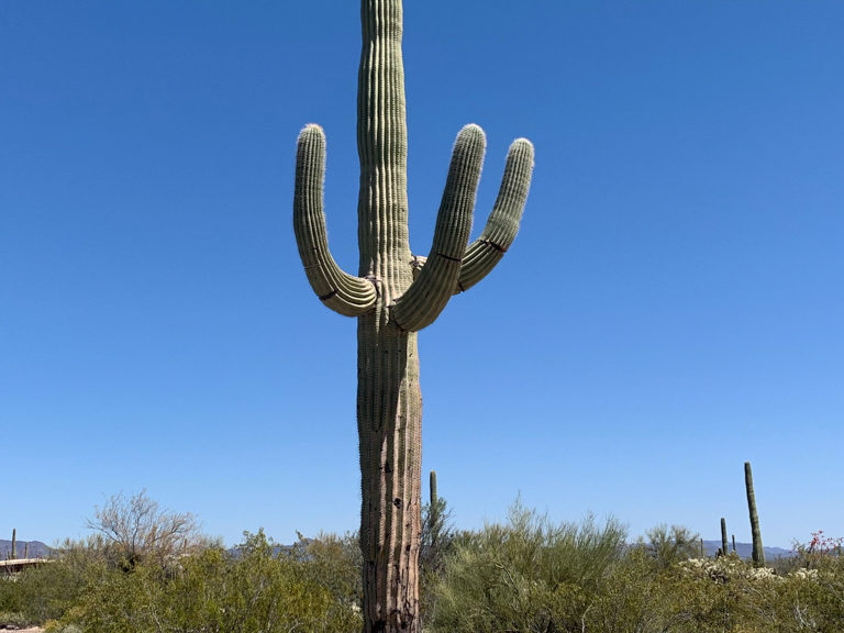 Riesiger Saguaro Kaktus (Carnegiea gigantea), Organ Pipe Cactus National Monument