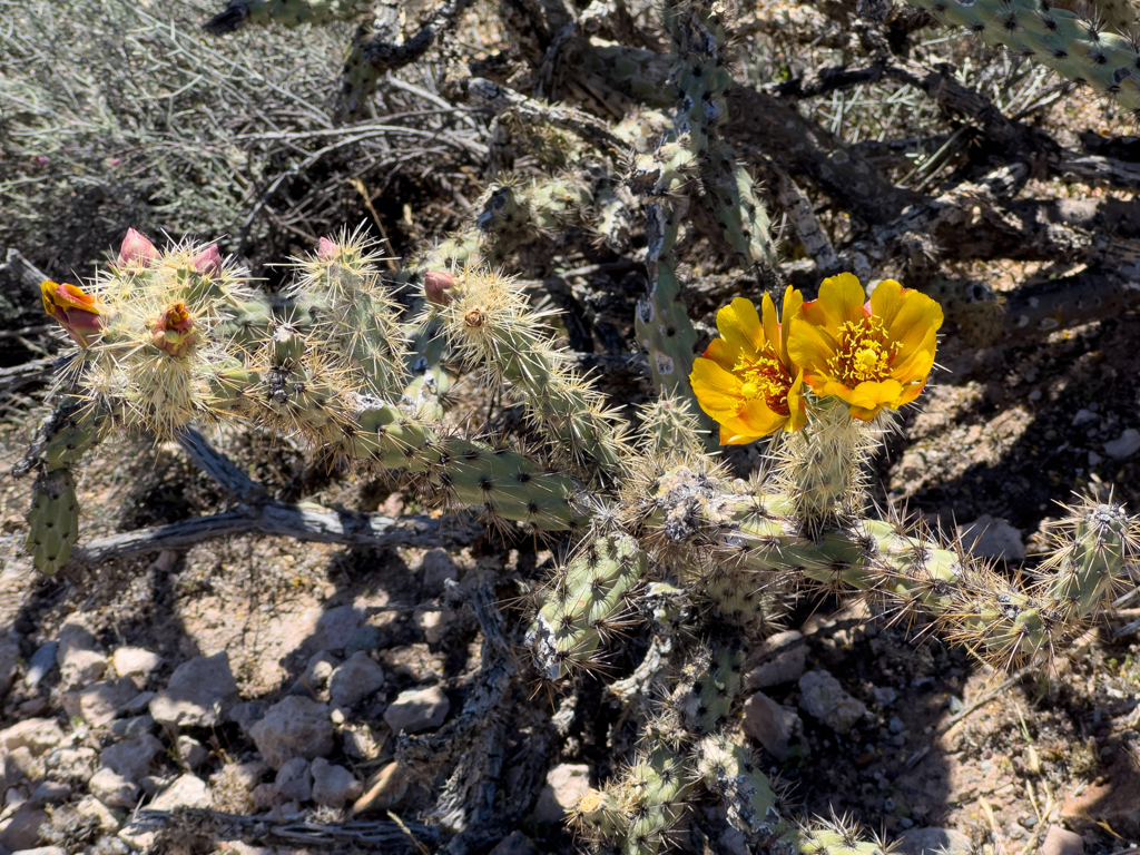 Gelb blühende Kakteen im Organ Pipe Cactus National Monument