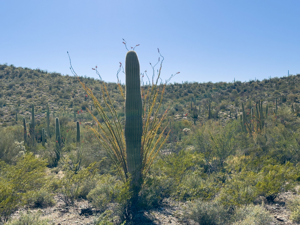Saguaro-Kaktus und dahinter ein filigraner Ocotillo im Gegenlicht