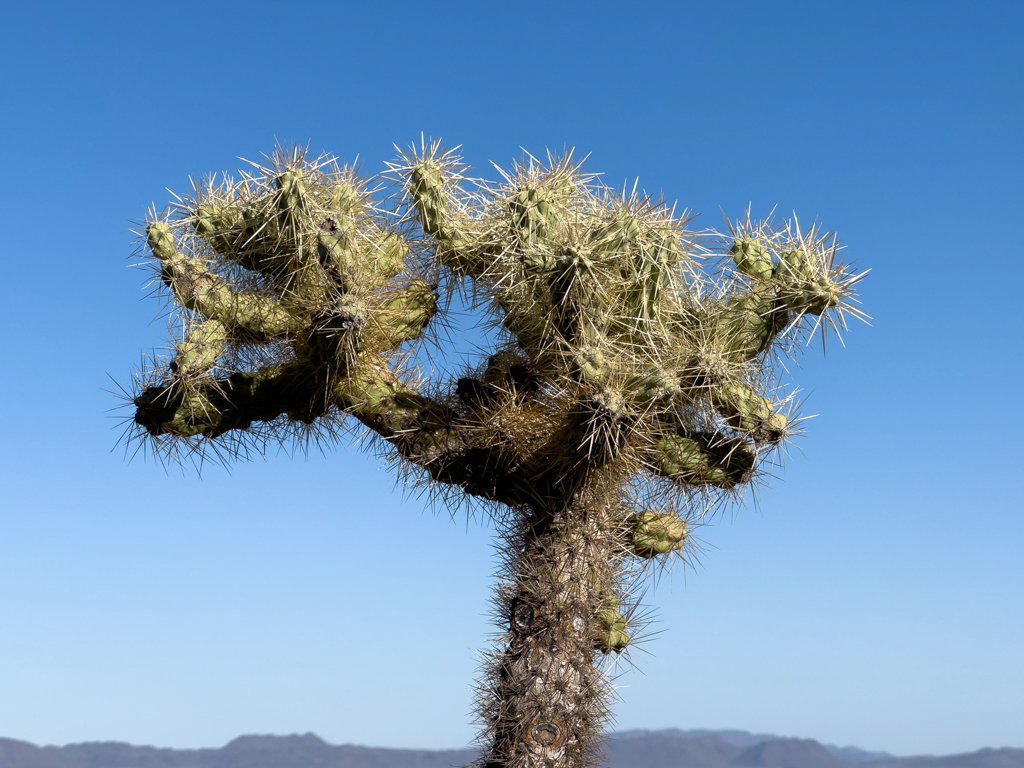 Eine Cylindropuntia-Art, Organ Pipe Cactus National Monument