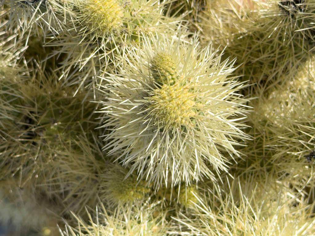 Teddybear Cholla - Cylindropuntia bigelovii, Organ Pipe Cactus National Monument