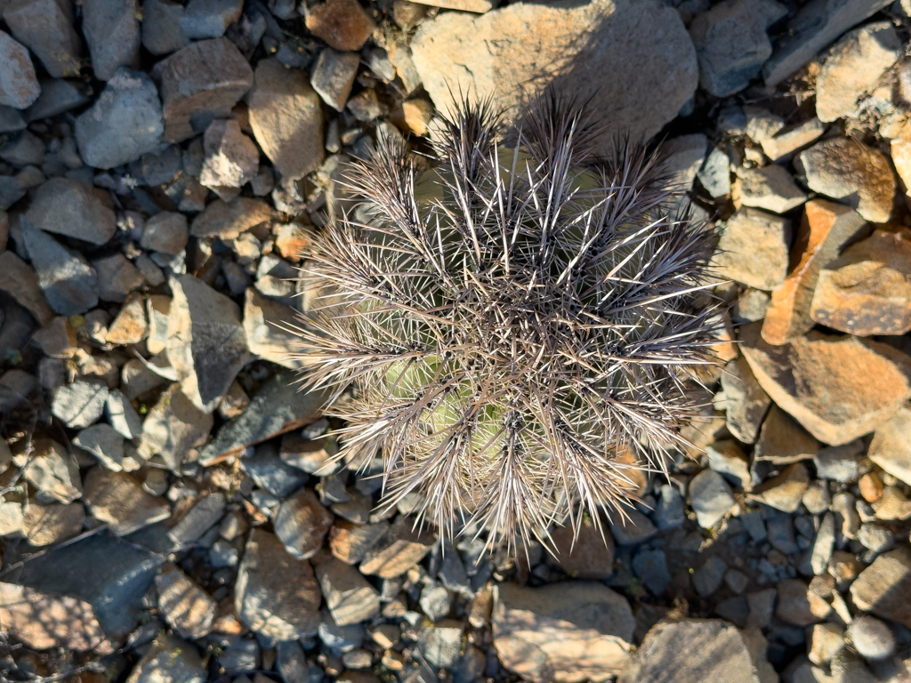 Kaktus-Nahaufnahme, Organ Pipe Cactus National Monument