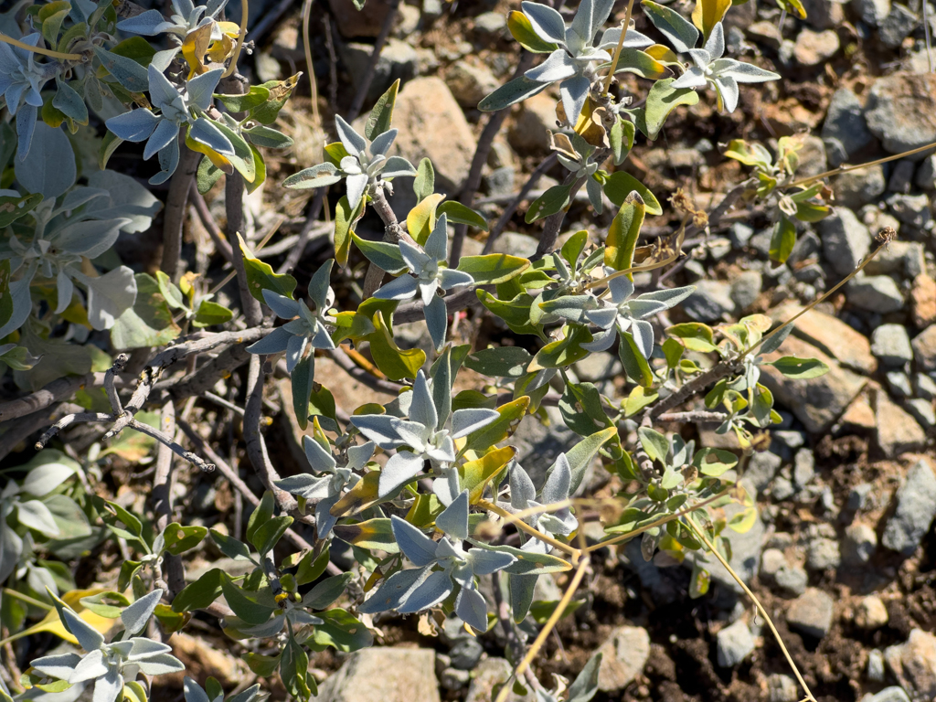 Brittlebush - Encelia farinosa, Organ Pipe Cactus National Monument