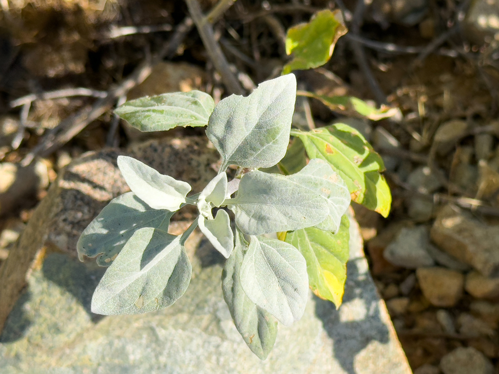 Brittlebush - Encelia farinosa, Organ Pipe Cactus National Monument