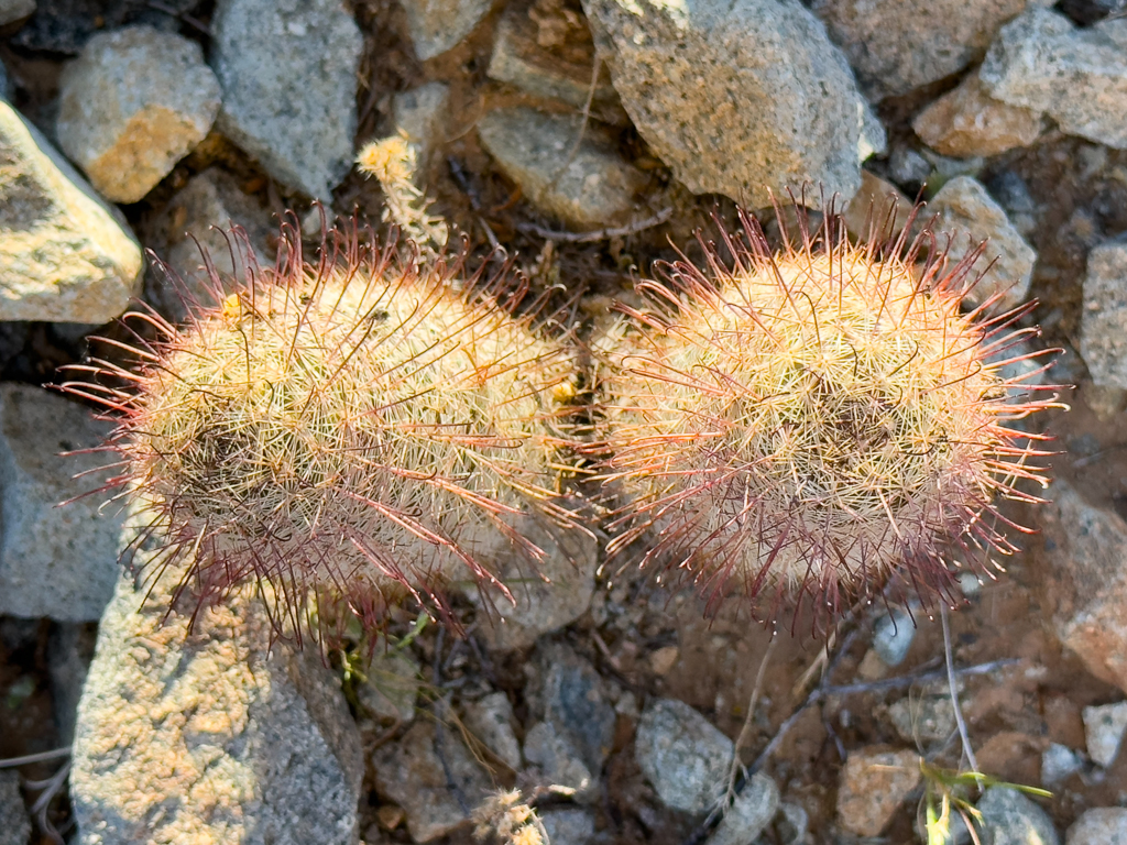 Nahaufnahme eines Kaktus mit Angelhakenartigen Stacheln, Organ Pipe Cactus National Monument