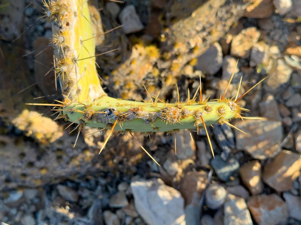 Feigenkaktus - Opuntia ficus-indica, Sonora-Wüste, Arizona