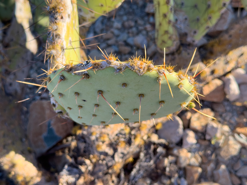 Feigenkaktus - Opuntia ficus-indica, Sonora-Wüste, Arizona