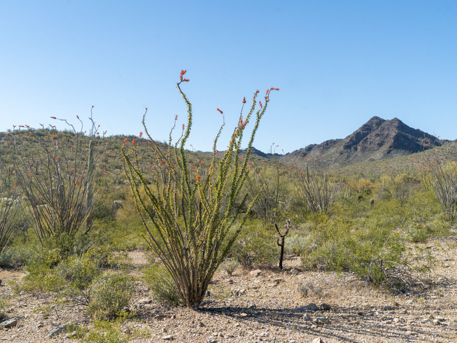 Filigraner Ocotillo (Fouquieria splendens), Organ Pipe Cactus National Monument, Arizona