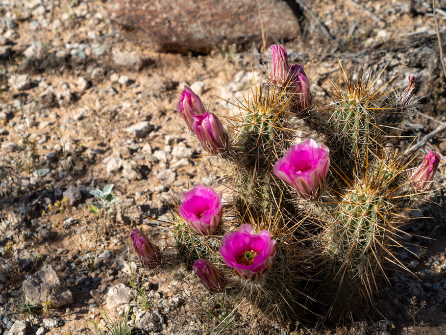 Echinocereus engelmannii, Organ Pipe Cactus National Monument