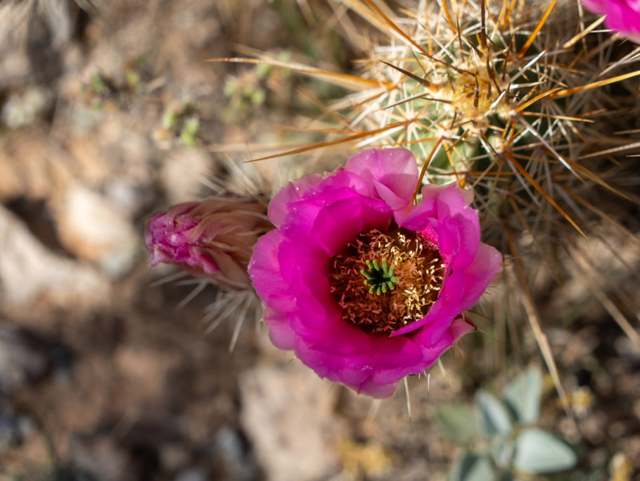 Blüten eines Echinocereus engelmannii, Organ Pipe Cactus National Monument