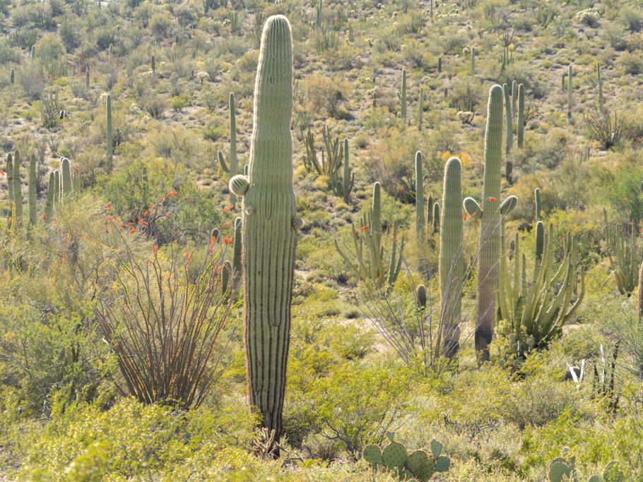 Organ Pipe Cactus National Monument, Arizona