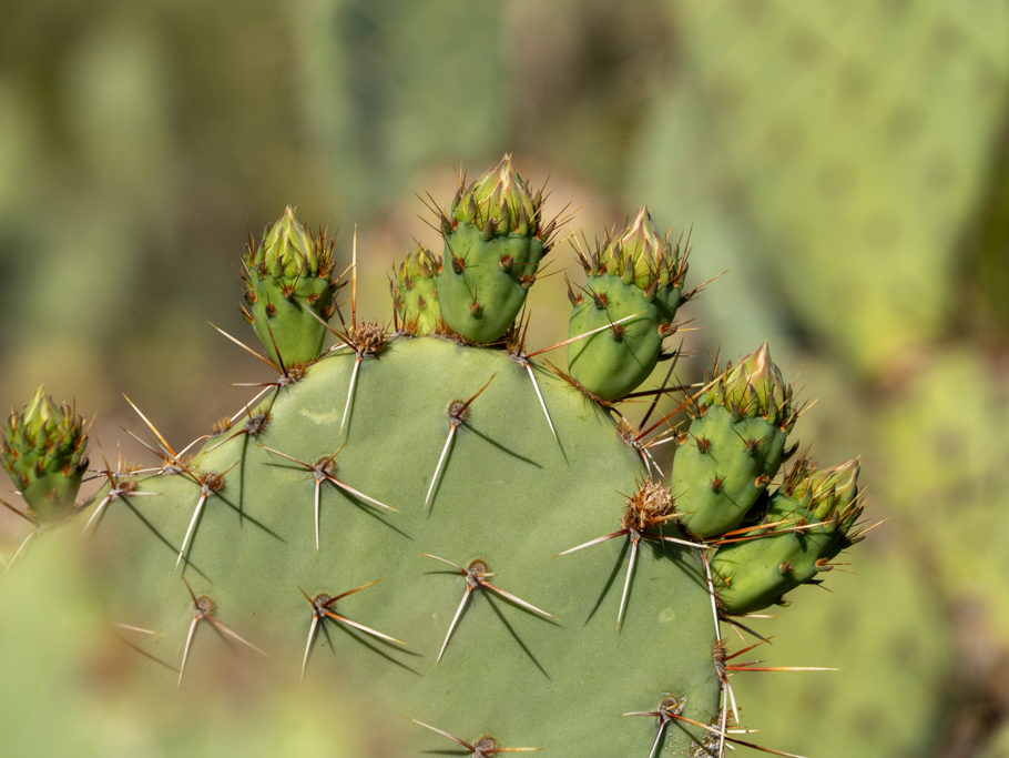 Engelmann Prickly Pear - Opuntia engelmannii, Sonora-Wüste, Arizona