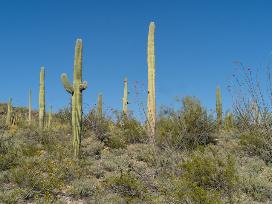 Organ Pipe Cactus National Monument, Arizona