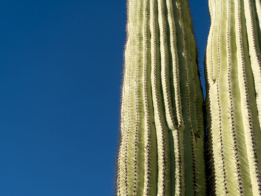 Nahaufnahme eines Saguaro Kaktus - Carnegiea gigantea