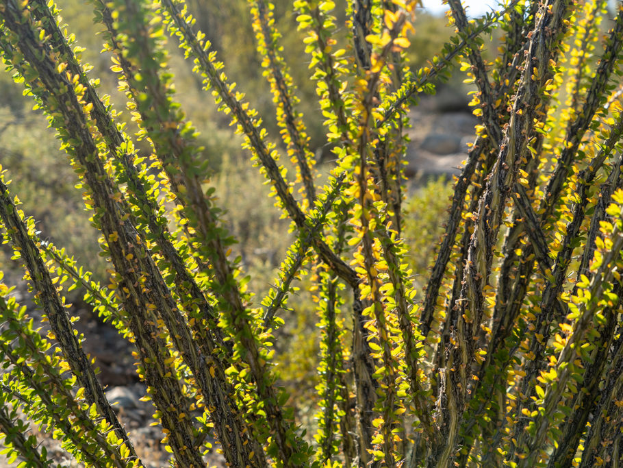 Nahaufnahme der Stengel eines Ocotillos - Fouquieria splendens. Sie werden auch als lebende Zäune verwendet.